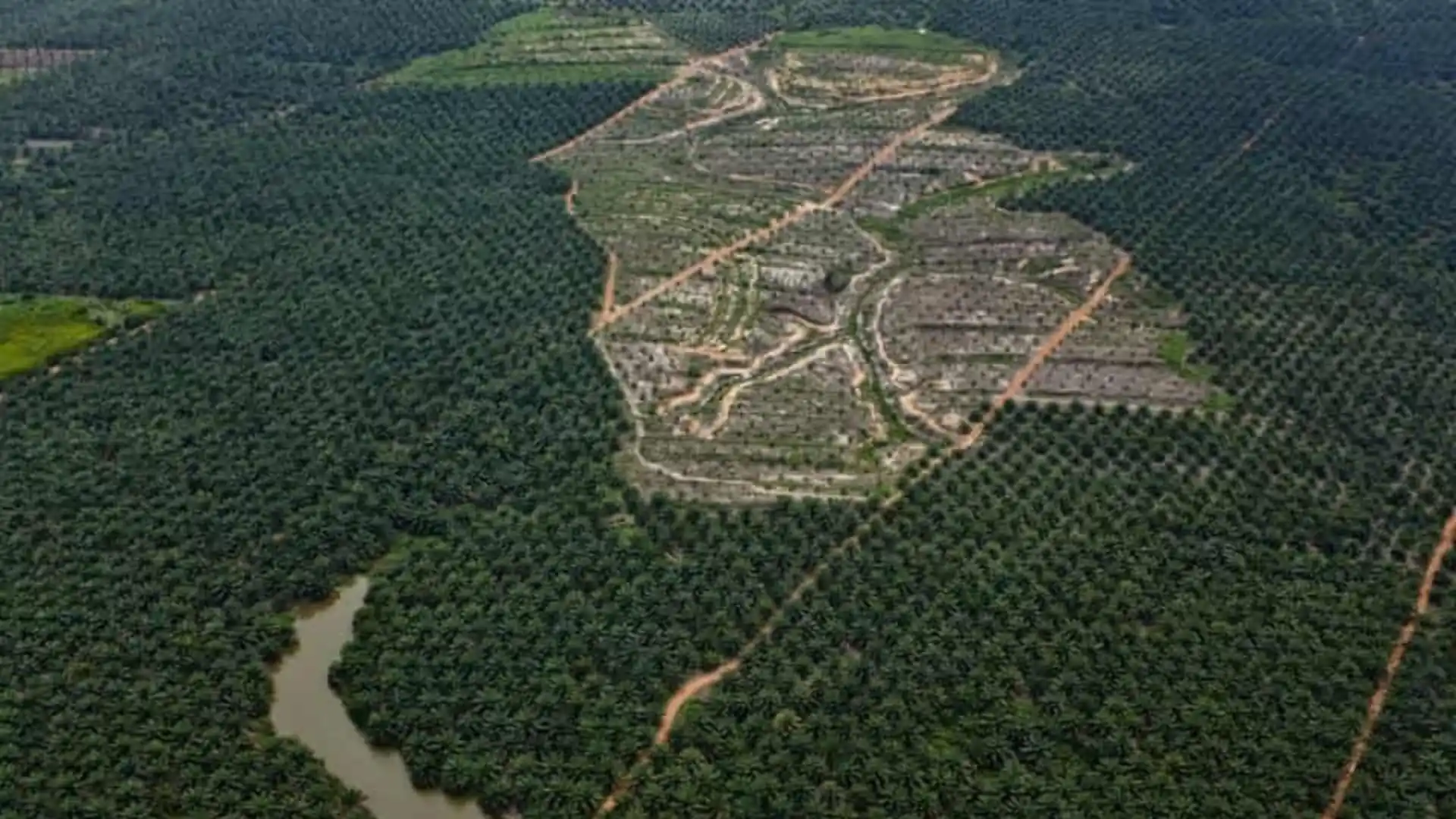 Hutan Kalimantan Terkikis Indonesia Juara Kedua Deforestasi Dunia