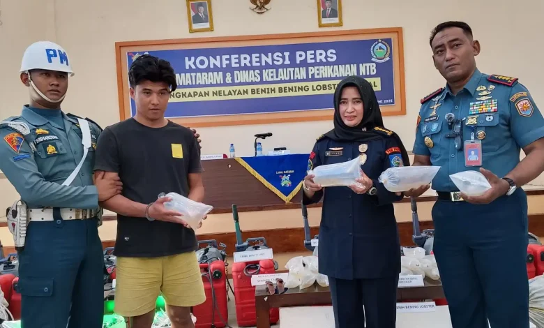 Lanal Mataram Amankan Benih Lobster Ilegal Rp5,19 Miliar dari Lunyuk Sumbawa