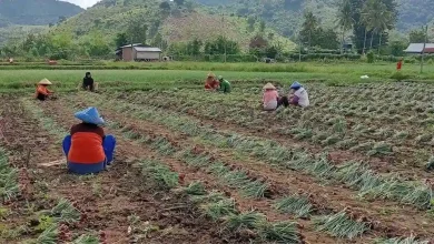 NTB Deflasi Terdalam ke-9 Nasional Petani Bawang Merah di Bima