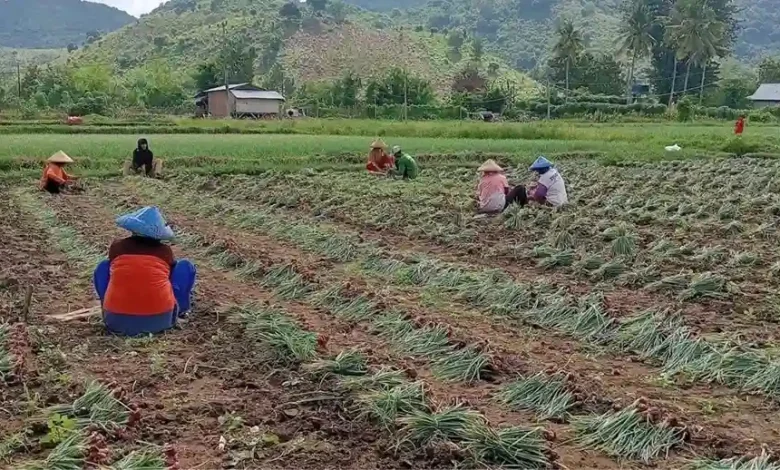 NTB Deflasi Terdalam ke-9 Nasional Petani Bawang Merah di Bima