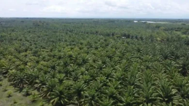 Pengusaha Perkebunan kelapa sawit di Indonesia