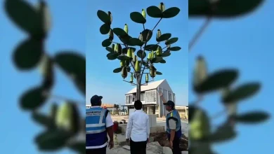 Viral Pohon "Ajaib" Hybrid di Tol Kraksaan – Paiton Jawa Timur