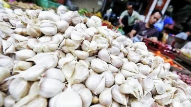 Ilustrasi Bawang Putih Sembalun