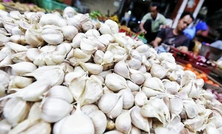 Ilustrasi Bawang Putih Sembalun