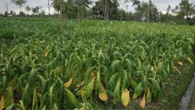 Lahan Tembakau di Suralaga Lombok Timur