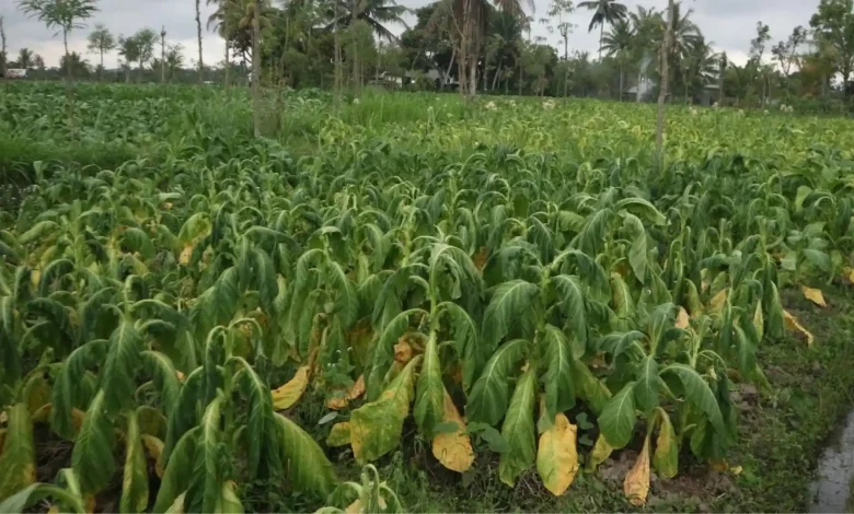 Lahan Tembakau di Suralaga Lombok Timur