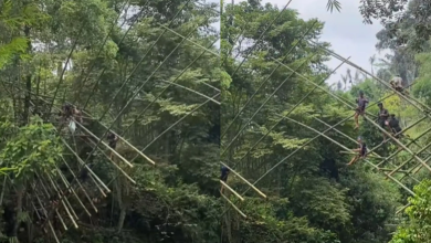 Kolase foto warga Baduy bikin jembatan bambu. Foto: Instagram @aseplemburbaduy
