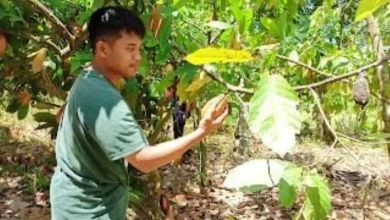 Petani Kakao di Lombok Timur Lotim