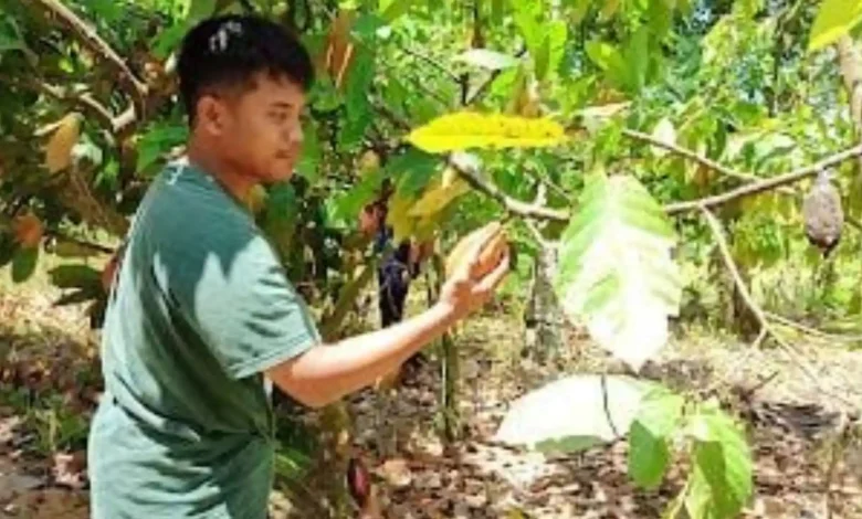 Petani Kakao di Lombok Timur Lotim