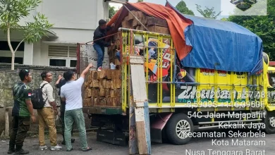 DLHK NTB Amankan 4 Truk Pengangkut Kayu Ilegal dari Sumbawa
