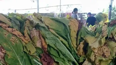 Pemrosesan tembakau di Lombok Timur