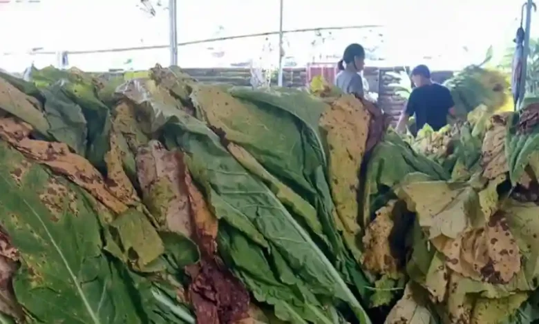 Pemrosesan tembakau di Lombok Timur
