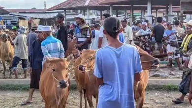Pasar hewan di Masbagik Lombok Timur Lotim