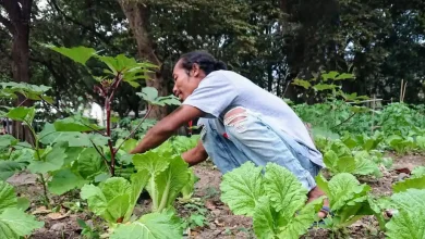 Petani di Lombok Timur Nilai MBG Belum Beri Dampak Penyerapan dan Perbaikan Harga