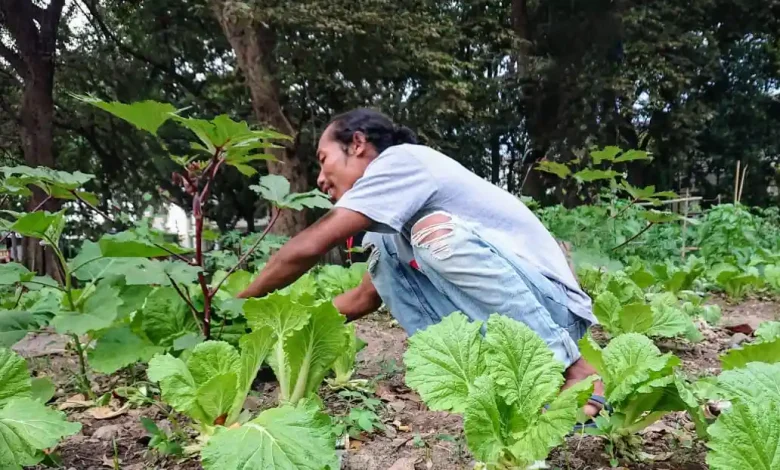 Petani di Lombok Timur Nilai MBG Belum Beri Dampak Penyerapan dan Perbaikan Harga