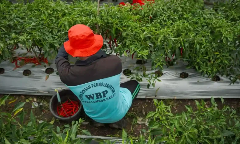 Panen Cabai Lapas Lombok Barat