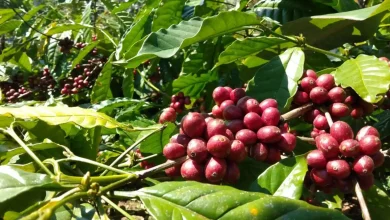 Biji Kopi Robusta Lombok