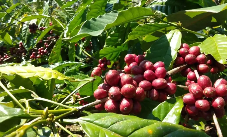Biji Kopi Robusta Lombok