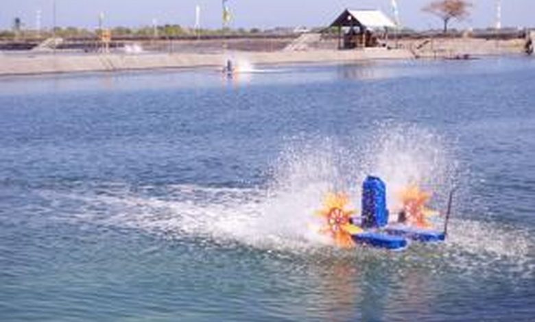 Ilustrasi tambak udang di Desa Motong. ]