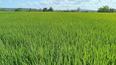 Lahan Pertanian Desa Pernek Sumbawa