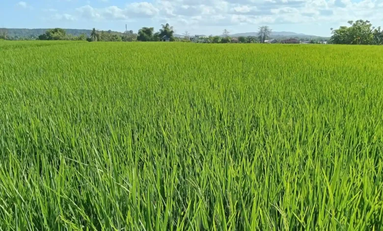 Lahan Pertanian Desa Pernek Sumbawa