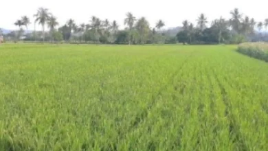 Lahan pertanian Desa Muer Sumbawa