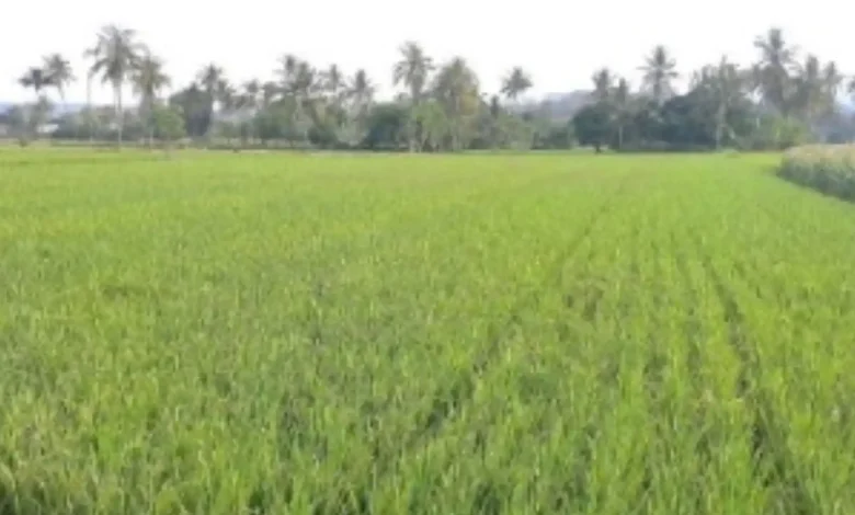 Lahan pertanian Desa Muer Sumbawa