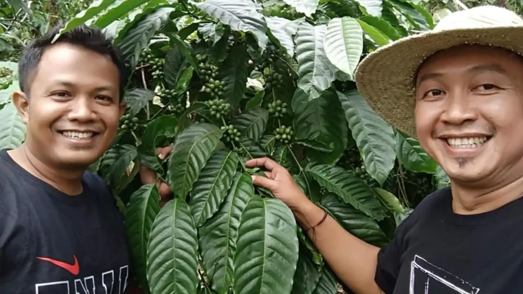 Pelaku Kopi Lombok
