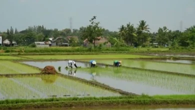 Pertanian di Desa Gapit Sumbawa