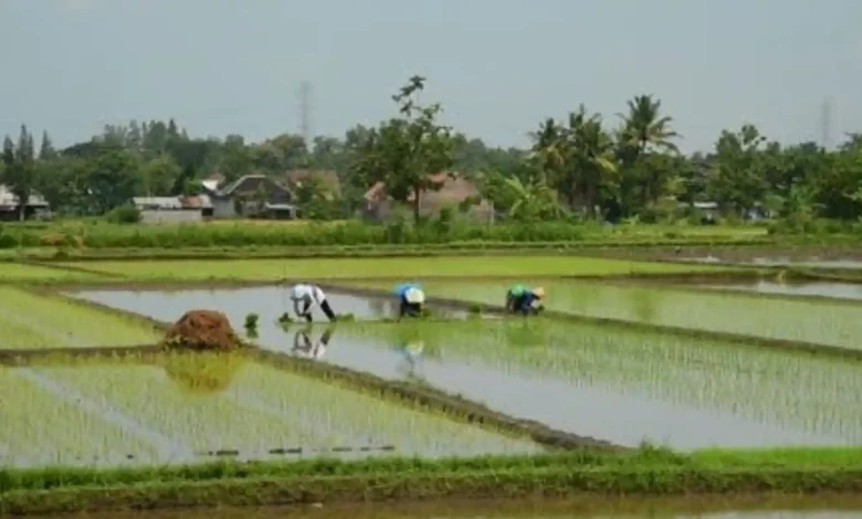 Pertanian di Desa Gapit Sumbawa
