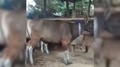 Peternakan masyarakat Desa Lopok