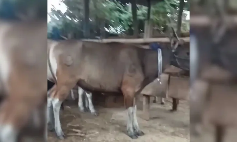 Peternakan masyarakat Desa Lopok