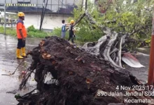 Pohon tumbang dan banjir di Lombok Tengah