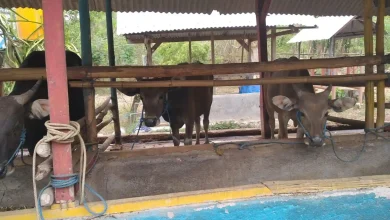 Sektor Petenakan Desa Batu Tering Sumbawa