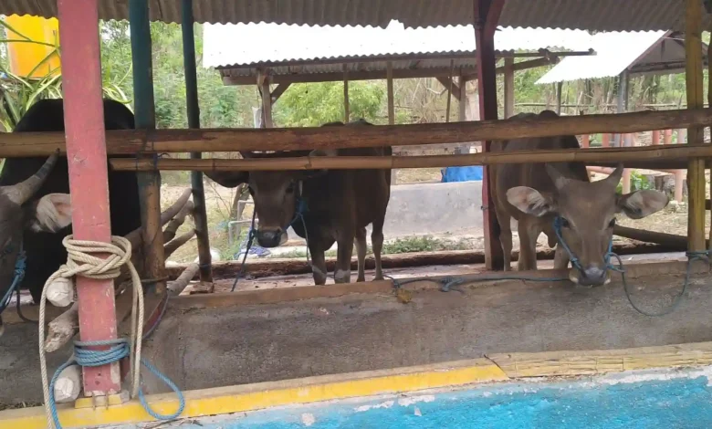 Sektor Petenakan Desa Batu Tering Sumbawa