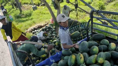 Semangka Desa Berora Sumbawa