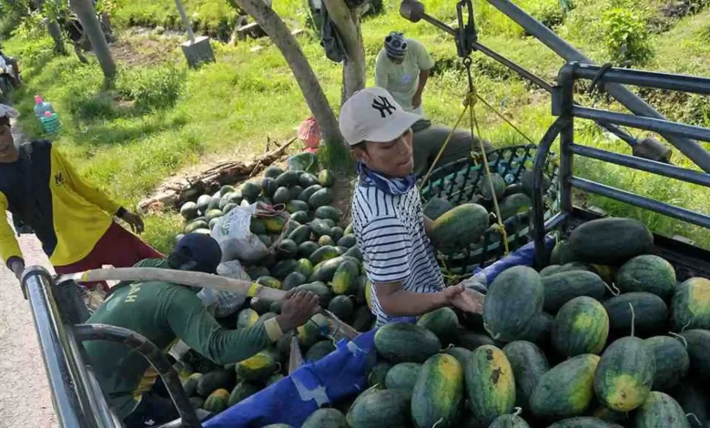 Semangka Desa Berora Sumbawa
