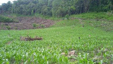 Tanaman Jagung di Desa Sampe Sumbawa