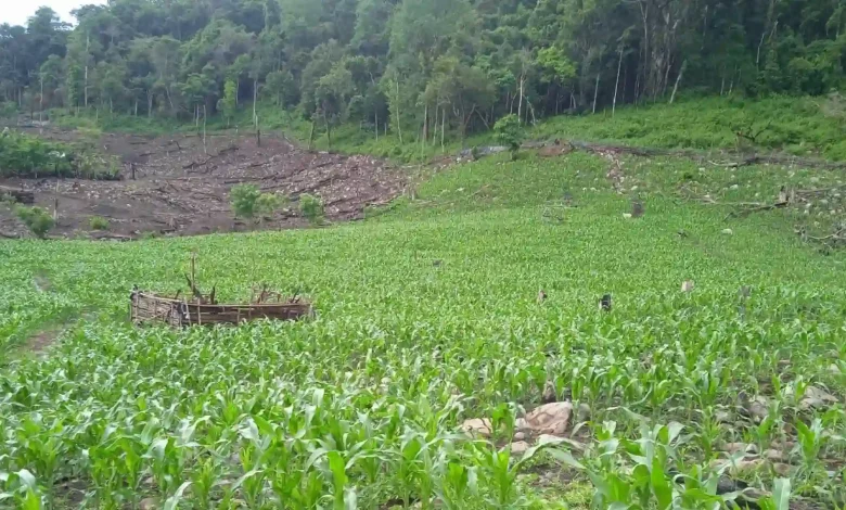 Tanaman Jagung di Desa Sampe Sumbawa