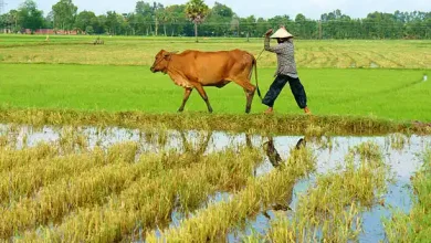 Sektor Pertanian dan Peternakan Dorong Pertumbuhan Ekonomi Desa Marga Karya