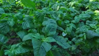 Pertanian dan Perkebunan di Kelurahan Samapuin