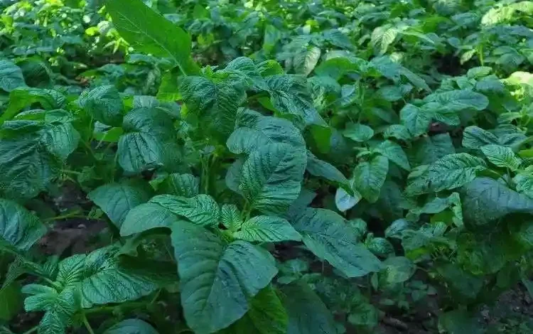 Pertanian dan Perkebunan di Kelurahan Samapuin