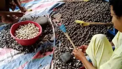 Pendampingan Petani Kemiri akan Bantu Pembangunan Ekonomi Berkelanjutan di Desa Kerekeh