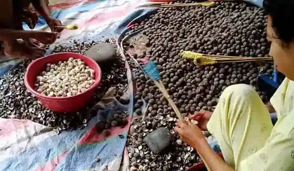 Pendampingan Petani Kemiri akan Bantu Pembangunan Ekonomi Berkelanjutan di Desa Kerekeh