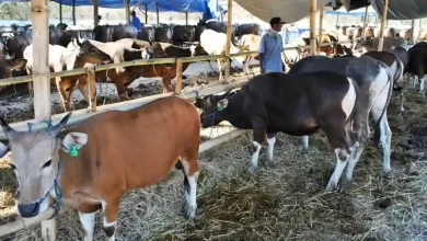 Sumbawa Diproyeksikan Jadi Penggerak Ekonomi NTB