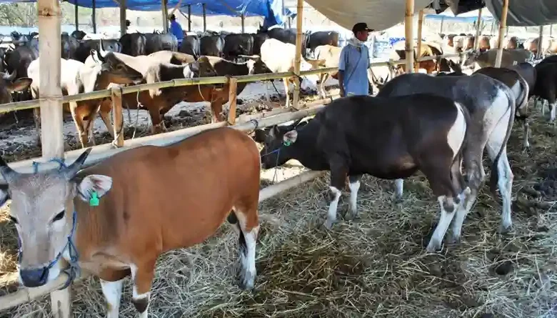 Sumbawa Diproyeksikan Jadi Penggerak Ekonomi NTB