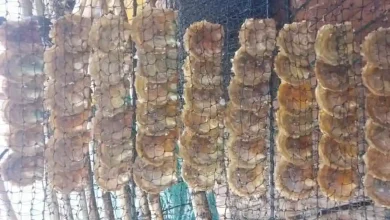 Budidaya Kerang Mutiara Desa Pulau Kaung Sumbawa