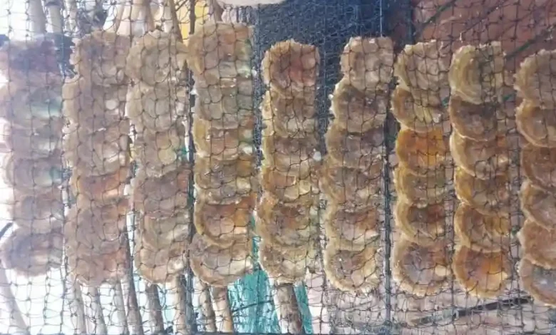 Budidaya Kerang Mutiara Desa Pulau Kaung Sumbawa