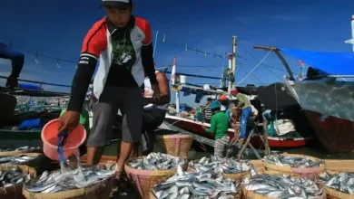 Perikanan di Desa Gontar Baru Sumbawa