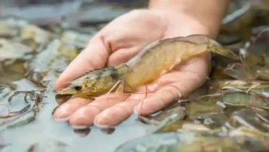 KSB Jadi Episentrum Pertumbuhan Ekonomi Baru di Wilayah Bali–Nusra